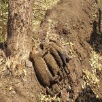 5 leopard cubs charred to death after farm workers in Pune burn garbage