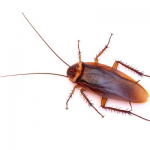 Sandakan food factory closed two weeks due to cockroaches