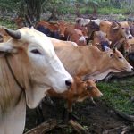 Smuggled livestock cause spread in FMD