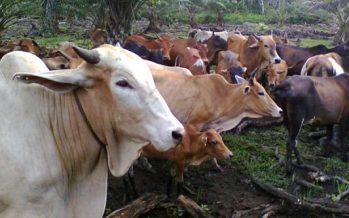 Smuggled livestock cause spread in FMD