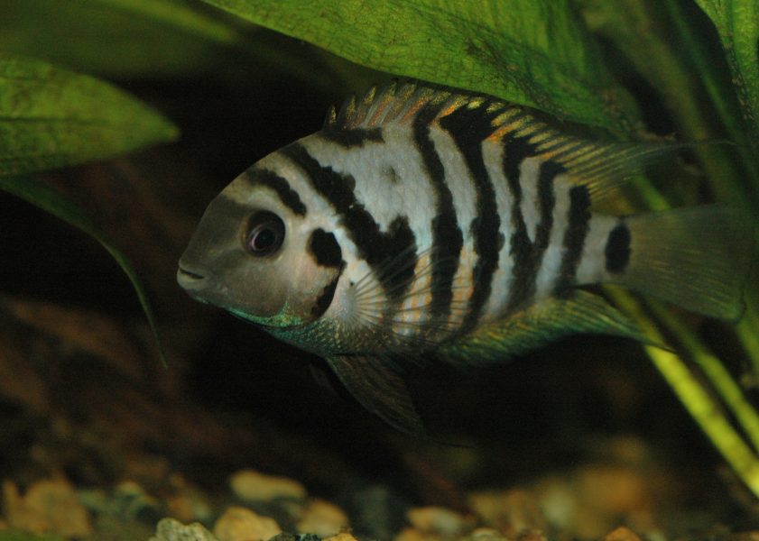 Lobless Fish Lovelorn fish turn gloomy when separated