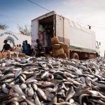Fish oil meals a threat to millions in Africa