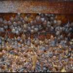 Kelulut honey brings new income for Sabah villagers