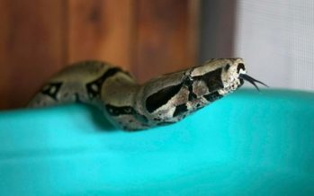 $100,000 swallowing snake turns out to be fraud
