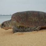 Cops seize nine tonnes of dried turtle meat, endangered marine products worth over RM5.2m in Kudat