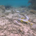 Fish bombing: Sabah Marine Police expand operations to fish markets