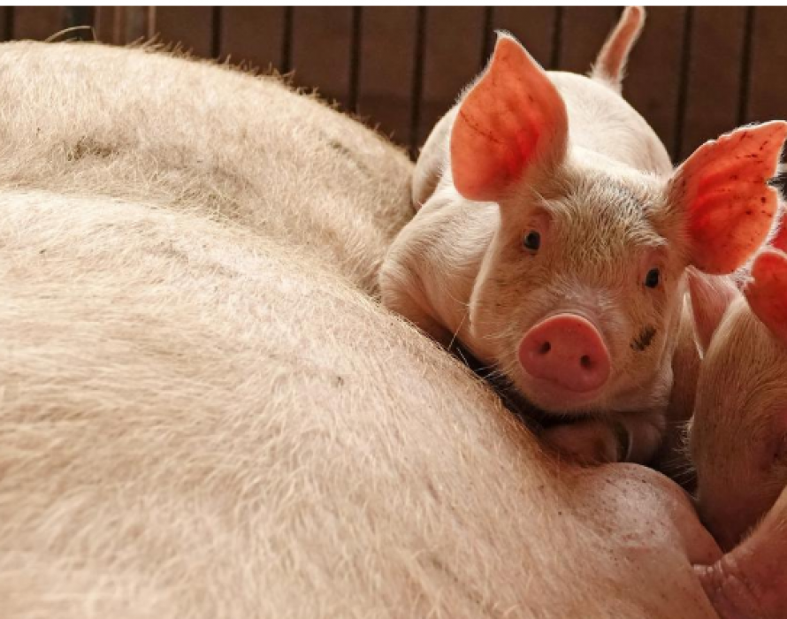 African Swine Fever outbreak detected at two pig farms