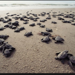 Terengganu plans to buy turtle eggs from overseas