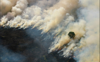 Indonesia seals off M’sian owned plantation in Riau over haze issue