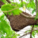 Technohive, an invention that farms the kelulut bee and saves forests