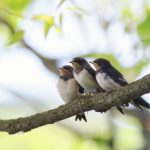 Maritime authorities detains boat containing protected birds