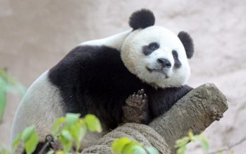 Hikvision provides high resolution cameras to Moscow Zoo for panda observation