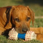 Two men plead not guilty to cruelly injuring dogs