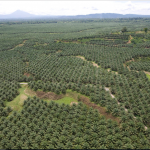 Restriction on palm oil- related products may impact Malaysia’s export to India