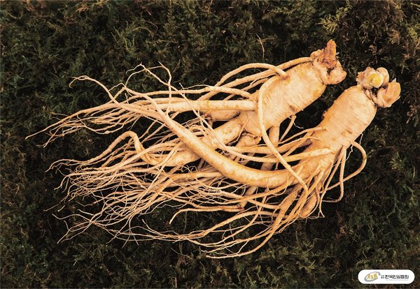 Korean Ginseng