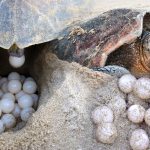 Terengganu to ban sale of turtle eggs