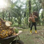 MPOB expects palm oil stocks to fall 1.5 – 2m tonnes