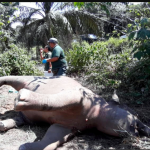 Another elephant found dead in Sabah