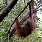Golden Agri-Resources (GAR) and Orangutan Foundation International (OFI) Release Six Orangutans in Central Kalimantan, Indonesia