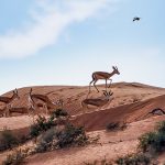 The Ritz-Carlton Ras Al Khaimah, Al Wadi Desert, Where Luxury and Nature Unite, Welcomes 80 New Gazelles as Part of Eco-Tourism Pledge