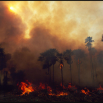 Malaysia should help Australia to stem the bushfire crisis