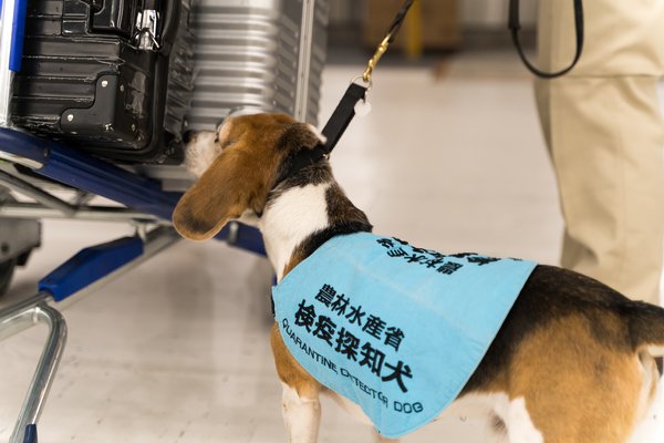 Dogs trained to detect passengers’ hand-luggage Dogs trained to detect passengers’ hand-luggage