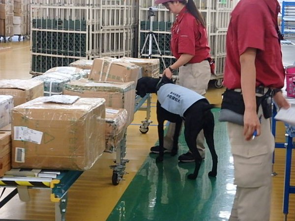 Dog trained to detect international postal deliveries Dog trained to detect international postal deliveries