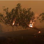 Rain brings brief respite in Australian bushfire crisis