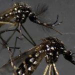 Health Ministry:13 died of dengue in the first three weeks this year