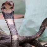 Snakes could be the source of the Wuhan coronavirus outbreak