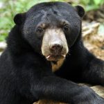 Kelantan Perhilitan installs trap in Felda Perasu to catch bears