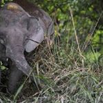 Two female adult pygmy elephants found dead in Sukau, Deramakot