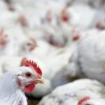 H5N1: No import of live animals, products from Shaoyang – Veterinary DG