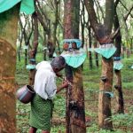Rubber production incentive activated for January 2020