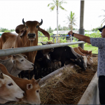 COVID-19: Veterinary Dept monitoring local livestock, import of animal products