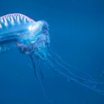 Four Terengganu beaches record poisonous jellyfish