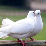 The sound of doves cooing delight fans in Thailand, Malaysia