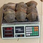 The Trafficking of Pangolin Scales Must Be Tackled as a Transnational Organised Crime Says New Report From the Wildlife Justice Commission