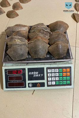 Pangolin scales being weighed. Photo shared by traders with WJC investigators. December 2019.