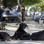Sibu: 18 stray dogs caught to prevent spread of rabies