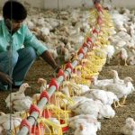 COVID-19: Farmer destroys nearly US$800k worth of chickens, eggs due to hoax