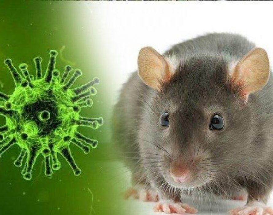 A case of hantavirus has been reported in China. Here's why you ...