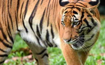 Terengganu eco park shuts due to tiger threat