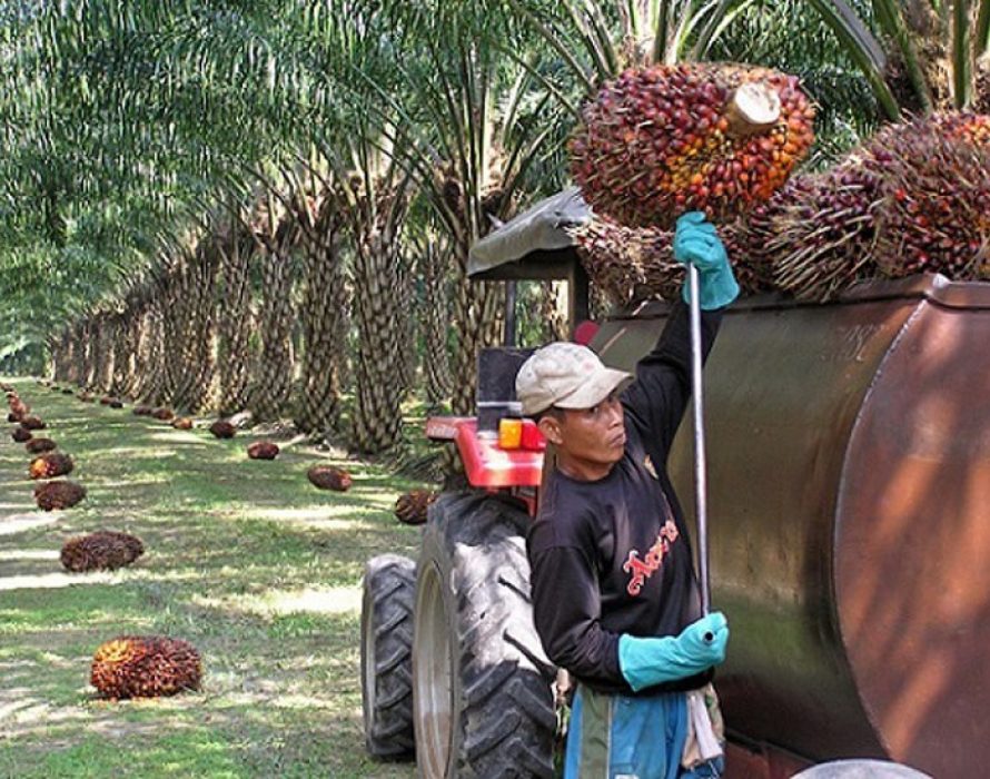 Indonesia cancels plan to send workers to Malaysia’s palm plantations