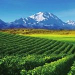 Ningxia, a rising star of world’s wine map
