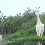World’s last female white giraffe, calf killed by poachers in Kenya
