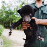 15 staff manage Sun Bears over ‘Five Football Fields’
