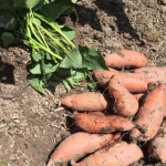 Graphics designer quits job, continues passion as farmer