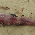 Dolphin carcass found washed ashore in Kuala Kurau beach