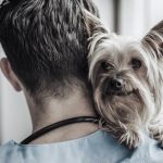 QBiotics commercialises first tigilanol tiglate pharmaceutical product with launch of STELFONTA®